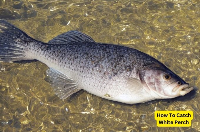 How To Catch White Perch