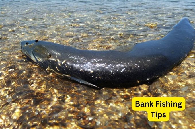 Bank Fishing Tips
