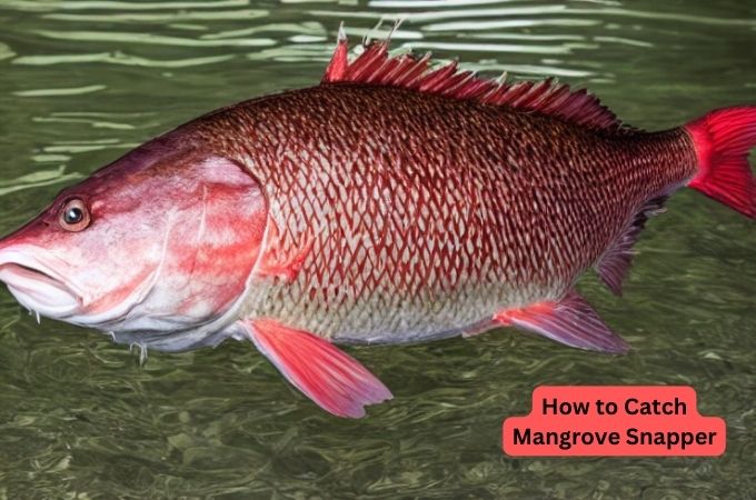 How to Catch Mangrove Snapper | A How-to Guide