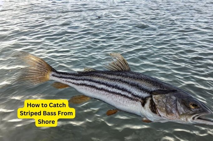 How to Catch Striped Bass From Shore | An Expert’s Guide