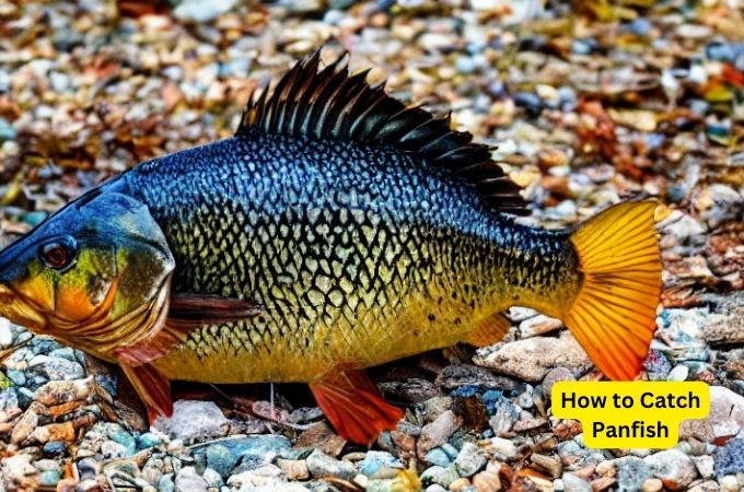 How to Catch Panfish