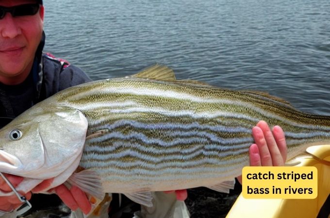 how to catch striped bass in rivers