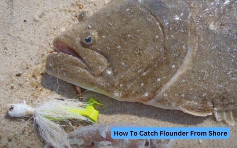 How To Catch Flounder From Shore?