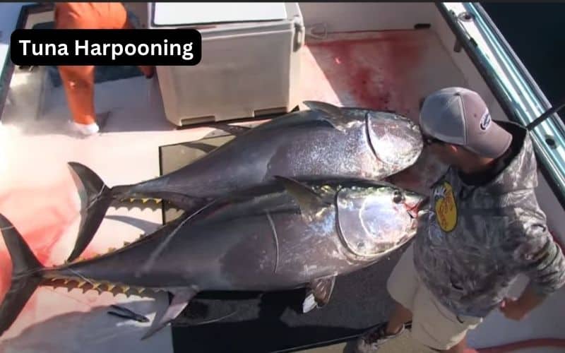 Tuna Harpooning: From Ancient Methods to Modern Practices