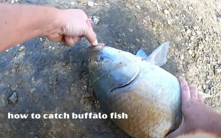 how to catch buffalo fish