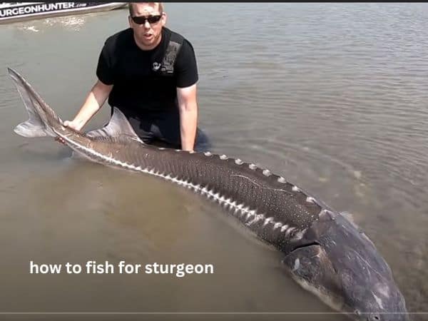 how to fish for sturgeon
