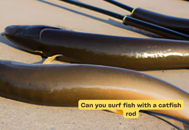 Can you surf fish with a catfish rod?