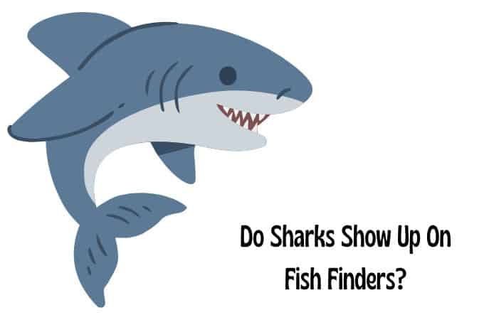 Do sharks show up on fish finders?