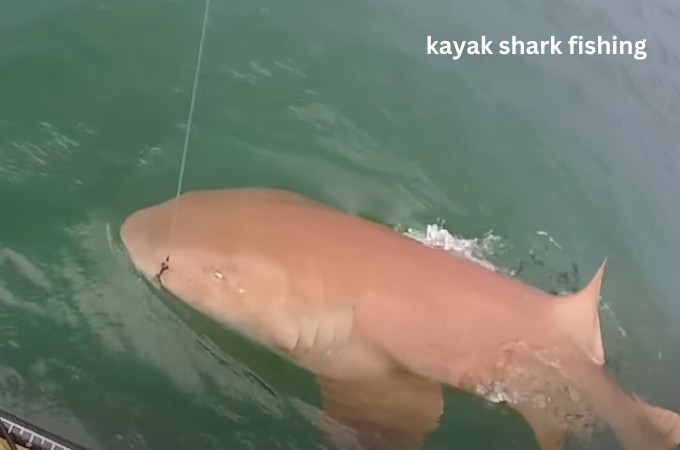 kayak shark fishing