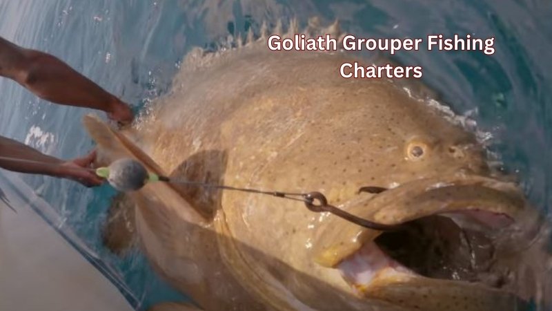 Experience Goliath Grouper Fishing Charters