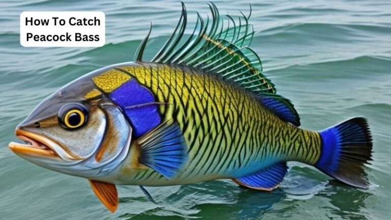 How To Catch Peacock Bass