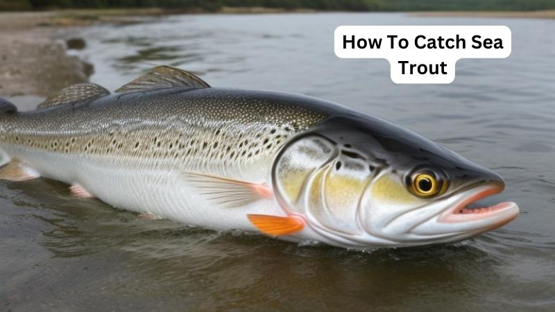 How To Catch Sea Trout