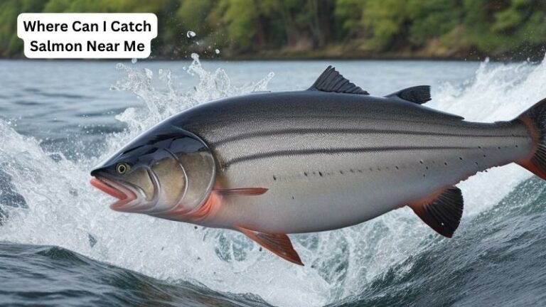 Finding Salmon: Where Can I Catch Salmon Near Me?