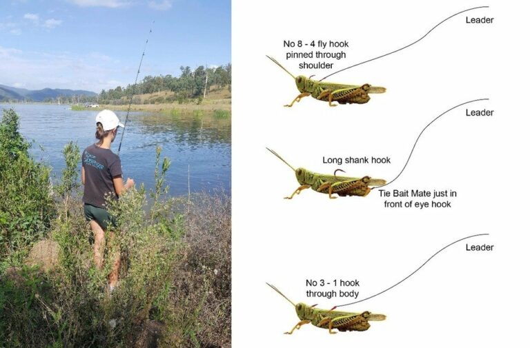 Master The Art: How To Rig A Cricket For Fishing