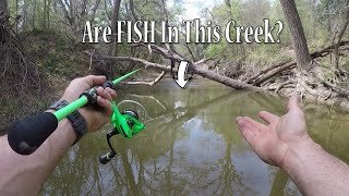 Is Your Creek A Fish Haven? How To Determine Fish Presence