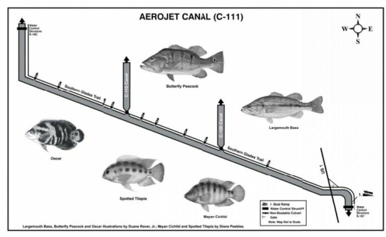 types of fish in fort lauderdale canals